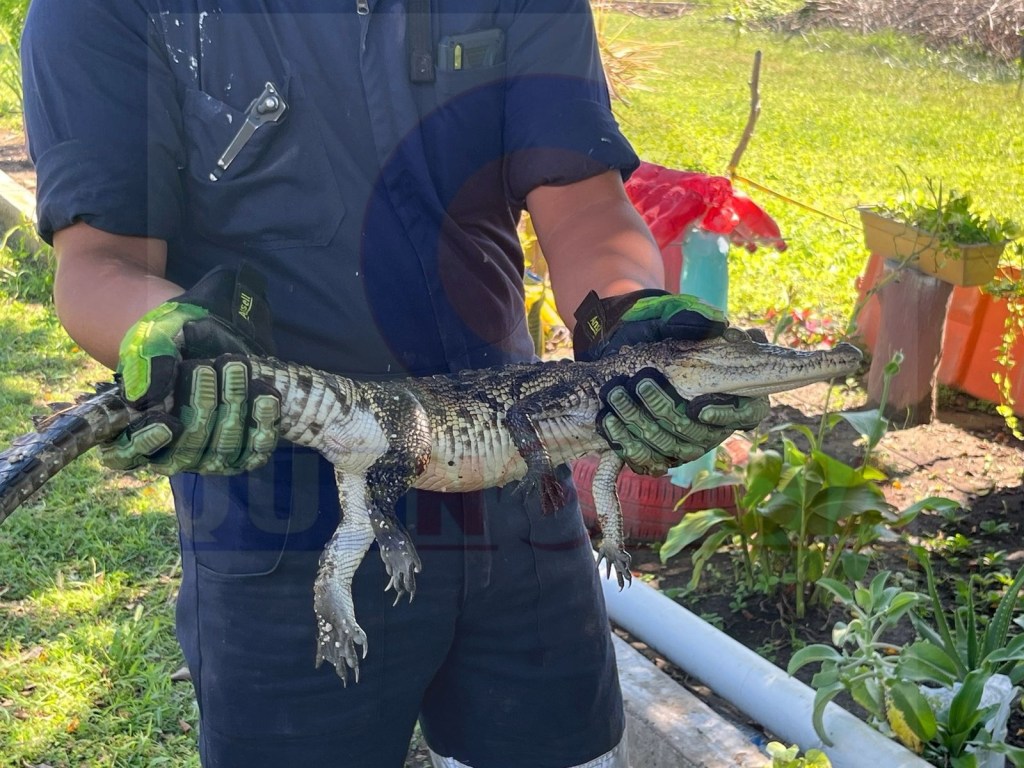 ¡Encuentran cría de cocodrilo en escuela de&nbsp;Veracruz!