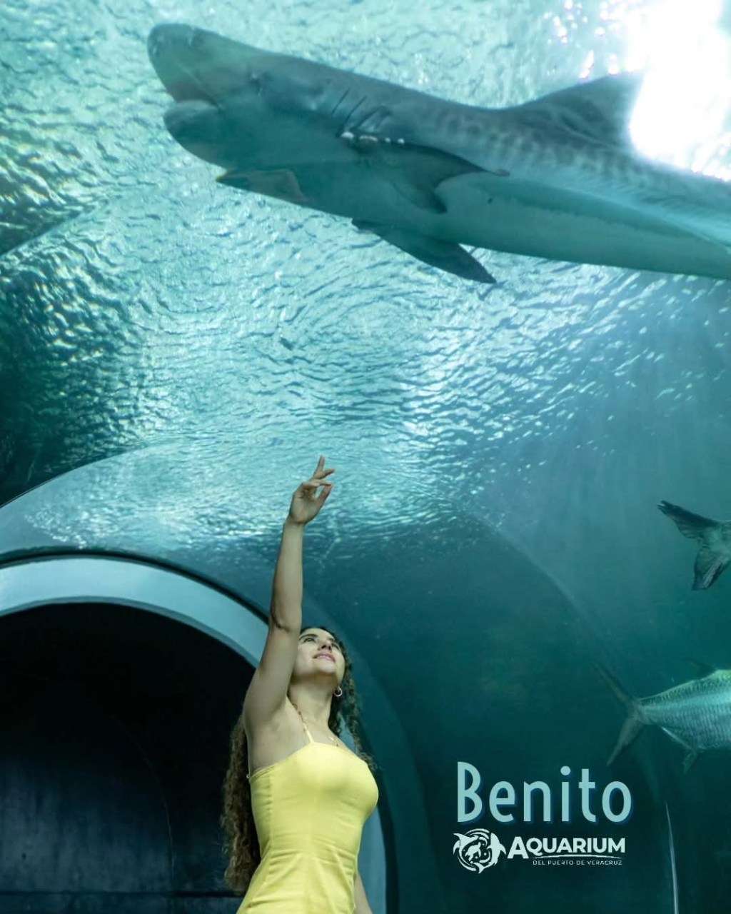 Muerte de Benito, Tiburón del Aquarium de Veracruz fue hace un mes: Earth&nbsp;Mission
