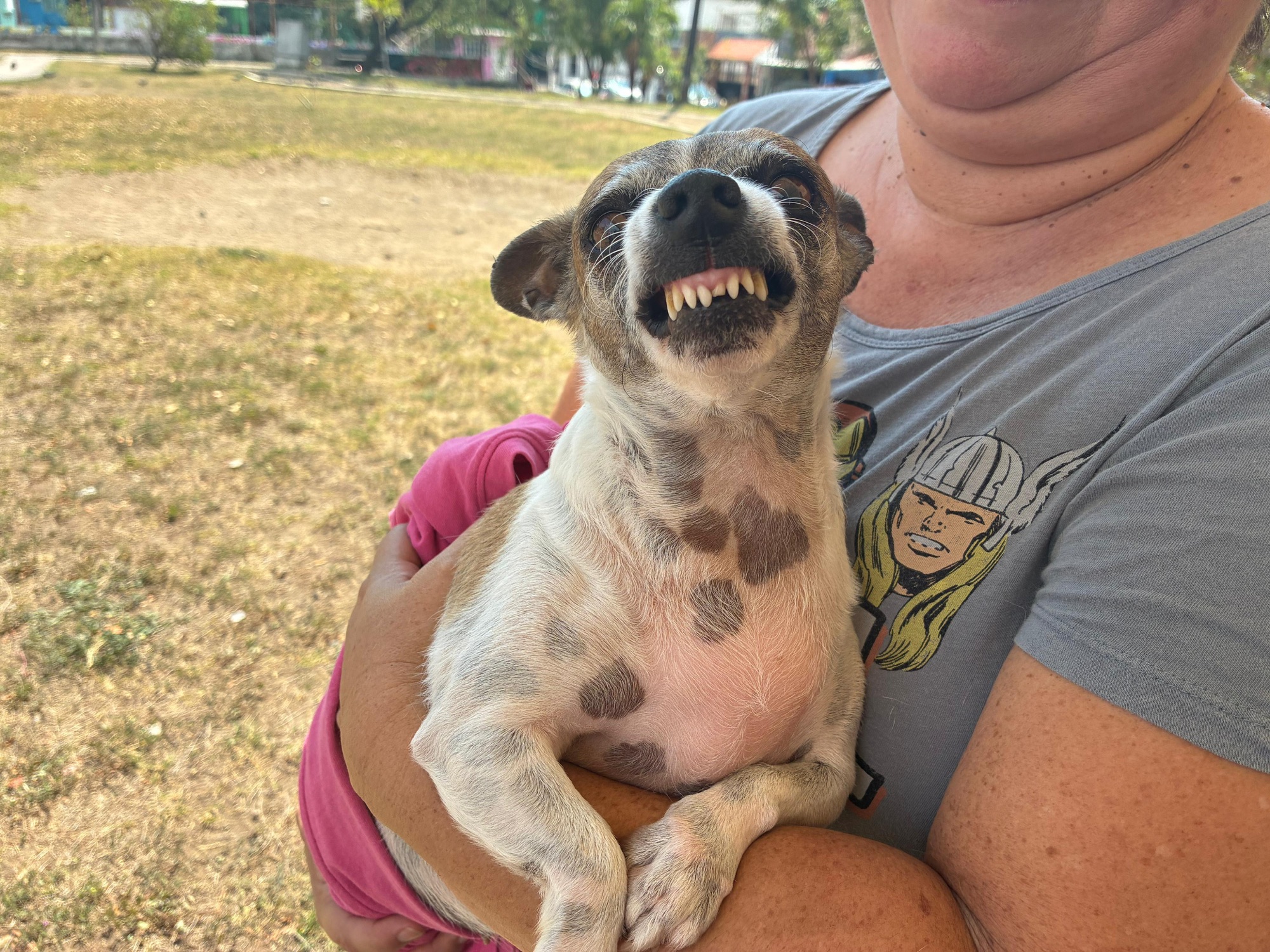 Exhorta Ayuntamiento de Veracruz a vacunar a mascotas contra la rabia