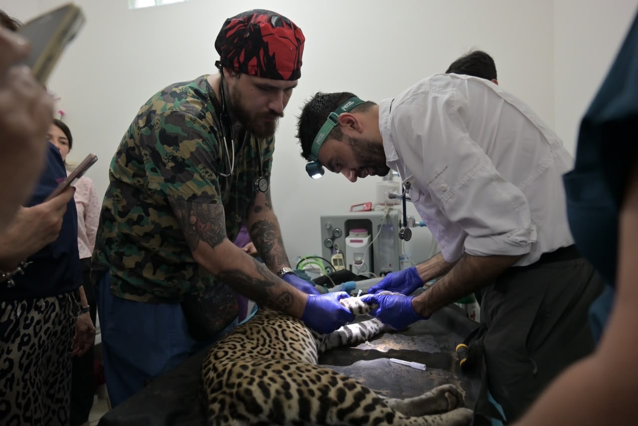 Fortalece Ayuntamiento de Veracruz el cuidado de los animales del Parque Miguel Ángel de Quevedo