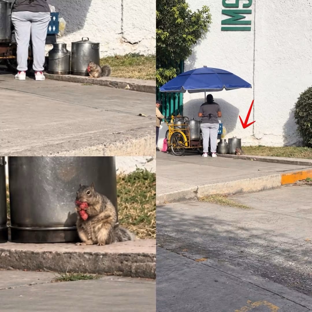 🐿️🫔 ¡SIN UN PESO EN LA BOLSA, PERO CON ANTOJO DE TAMALES! ARDILLITA CONSIGUE DESAYUNO GRATIS 😂